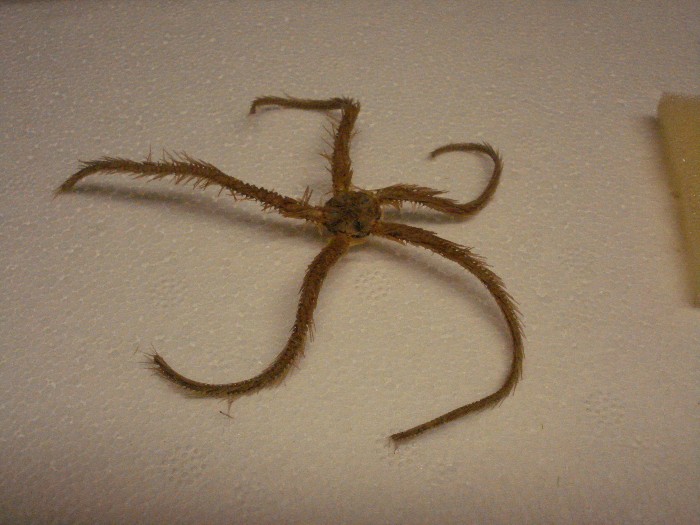 Ophiotrix fragilis? - esemplare morto